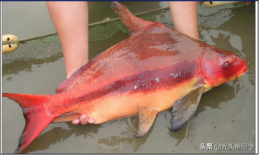 钓鱼钓到保护鱼种放了违法吗,钓鱼犯法的鱼类有哪些种类