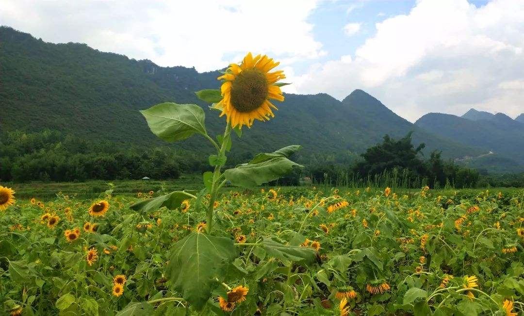 为什么向日葵总是朝着太阳开放,为什么向日葵总是朝着太阳开花