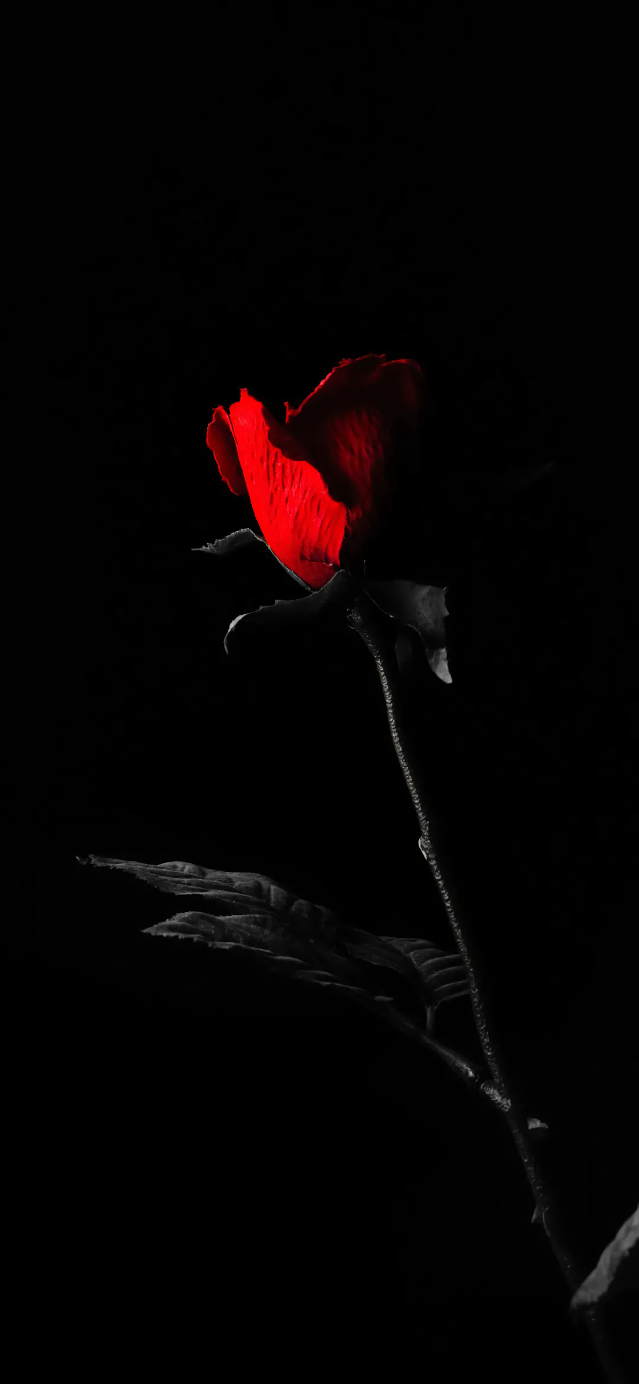 超好看的黑色系壁纸精选八张,又美又飒的黑色系壁纸