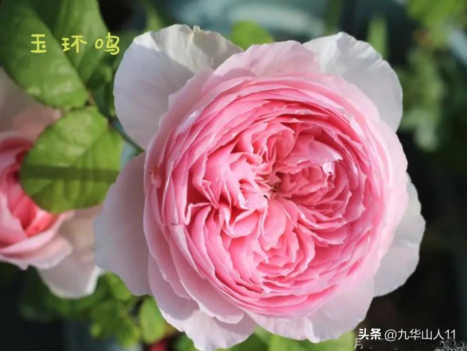 天狼无刺多头月季品种有哪些,天狼十大藤本月季排名