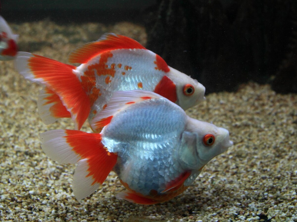 金鱼好养吗养金鱼的注意事项,金鱼怎么养才能养好不生病