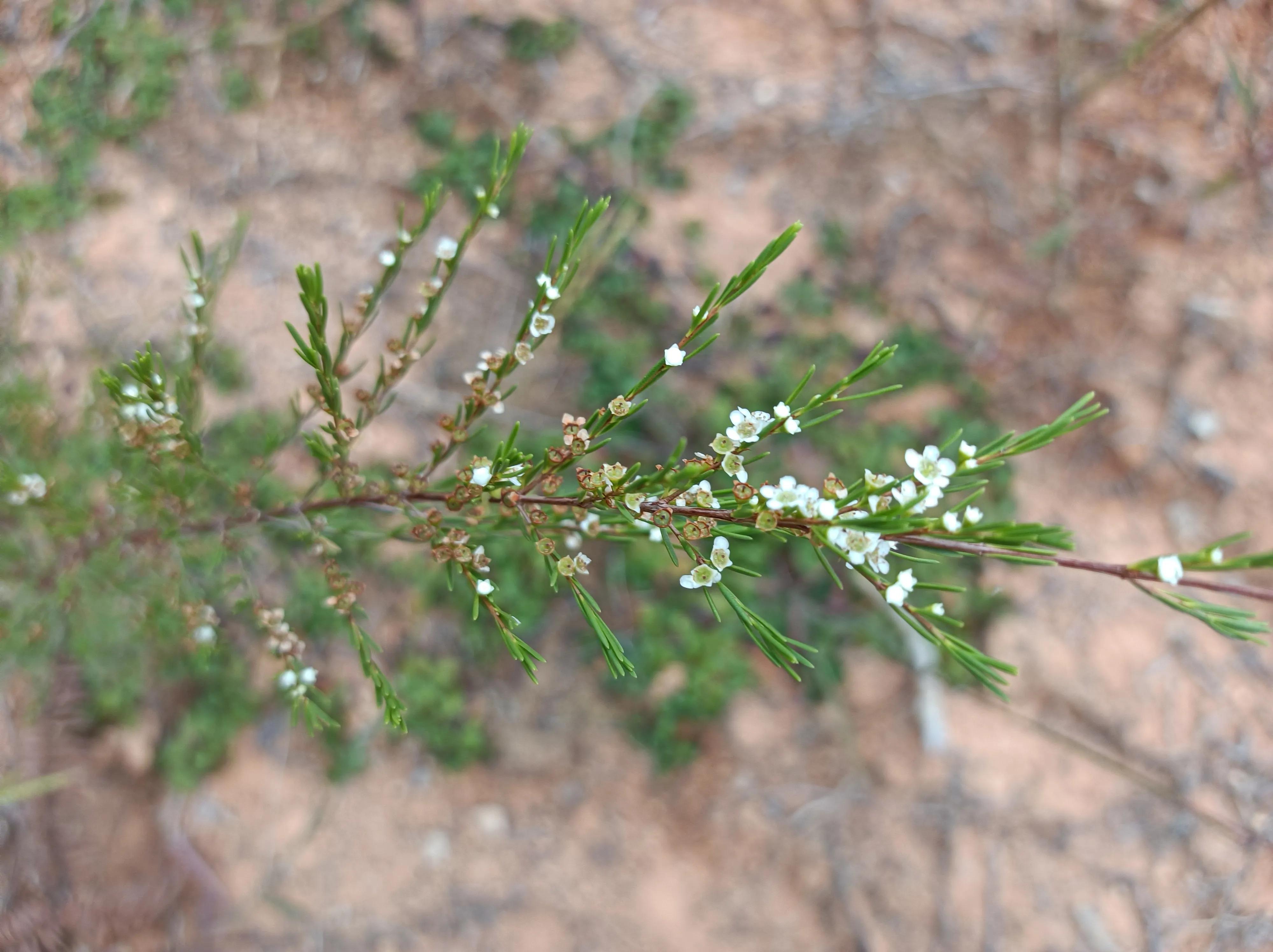 观音的作用有什么,观音扫把