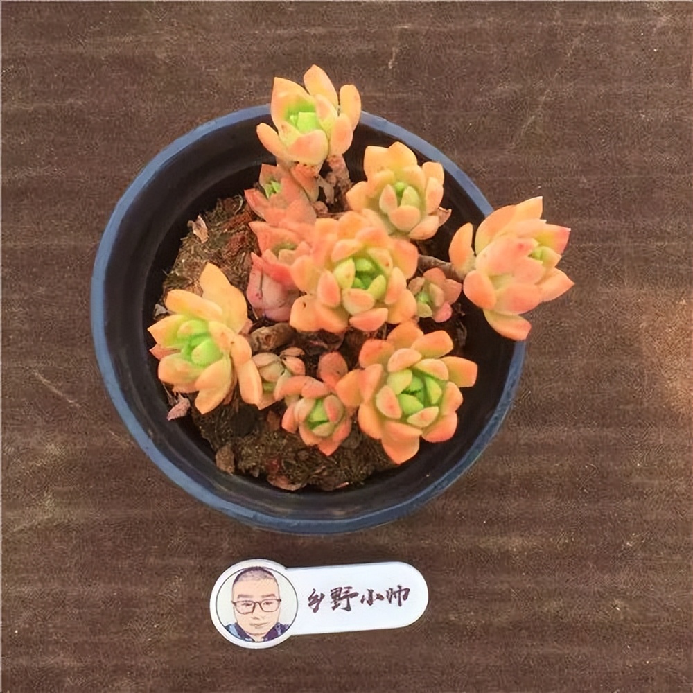 推荐多肉植物，颜值高状态好，看看有没有喜欢的