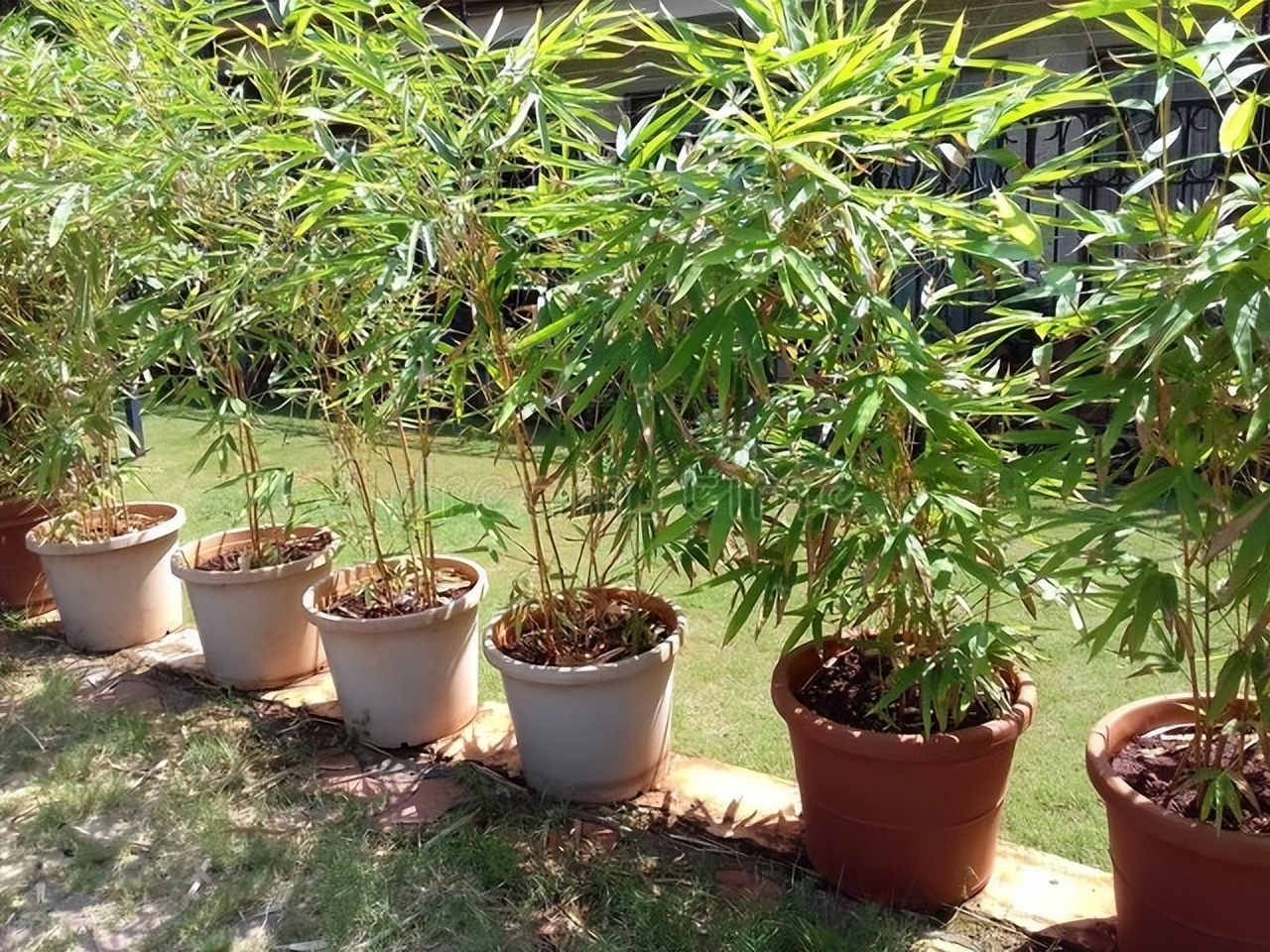 花叶子变黄什么原因,花叶子发黄什么原因造成