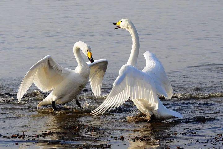 笑出内伤的沙雕日常段子合集,搞笑沙雕段子笑得肚子疼