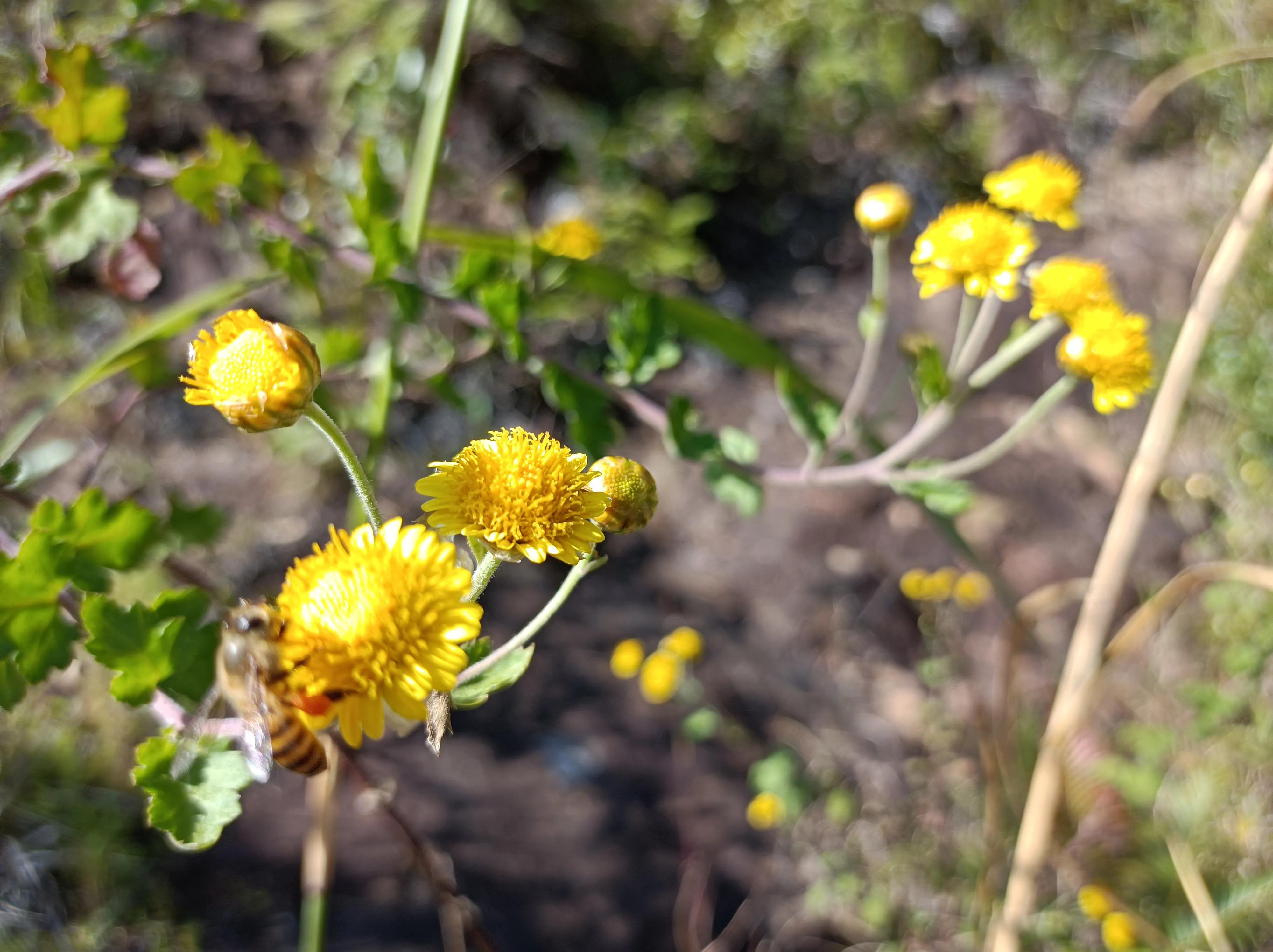 被蜂蜇了眼皮用什么方法最快消肿,被蜂蜇了寓意