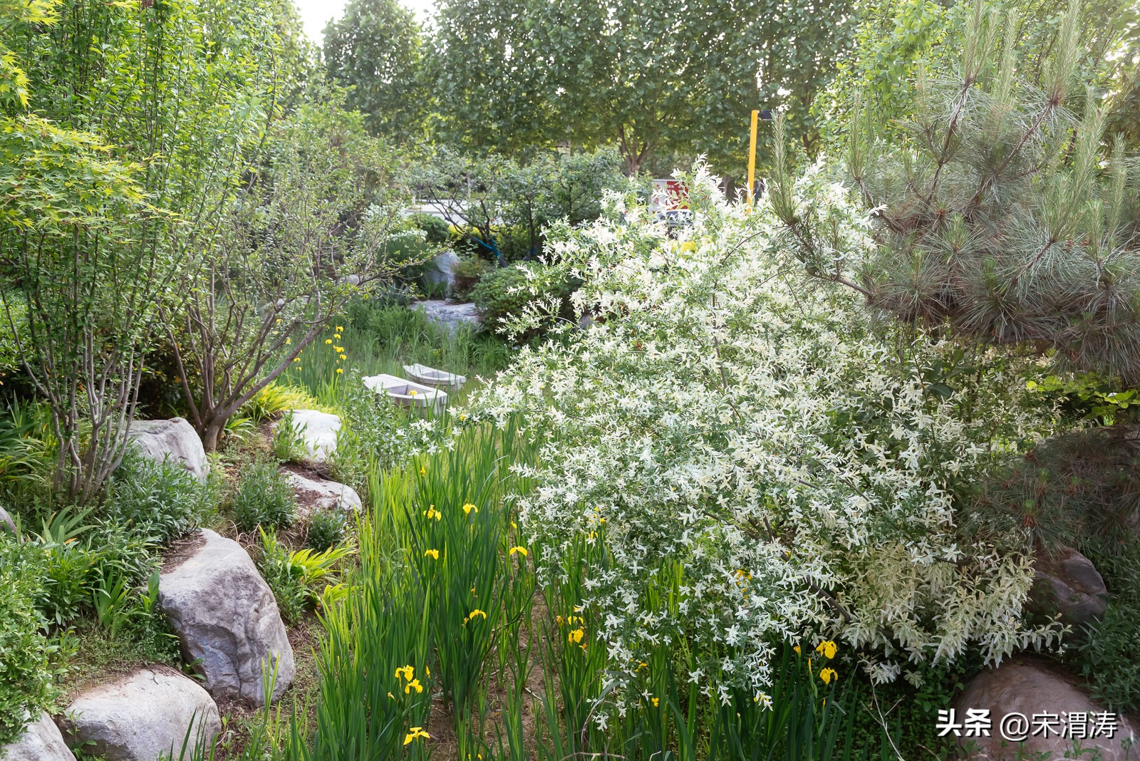 宋姓起源,山西洪洞宋姓起源