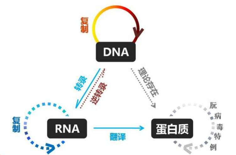基因编辑改写人类的未来,基因编辑何时临床治疗