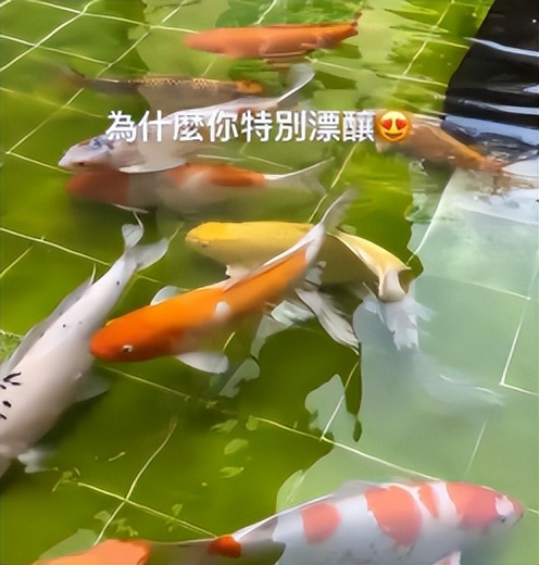 赌王何超莲吴克群视频,吴克群何超莲差几岁