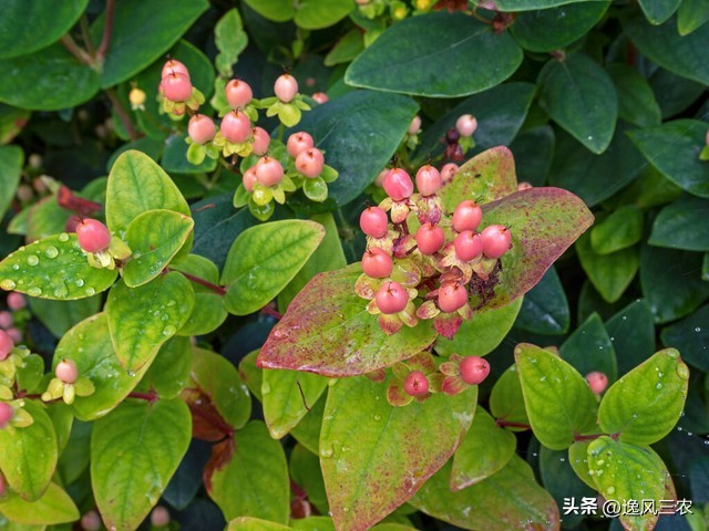 一亩地种植什么药材最赚钱,50亩种什么药材最有前景