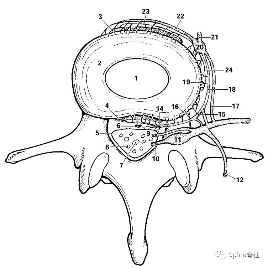 脊柱神经支配疼痛区域,脊柱神经支配的脏腑