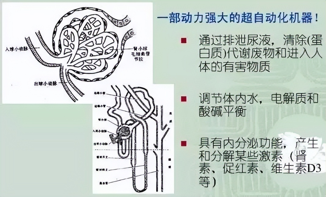 肾积水终极3问：一文解答肾积水患者90%的困惑