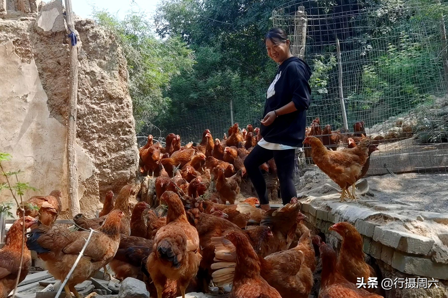 致富养殖野山鸡成本与利润,养殖30000只跑山鸡
