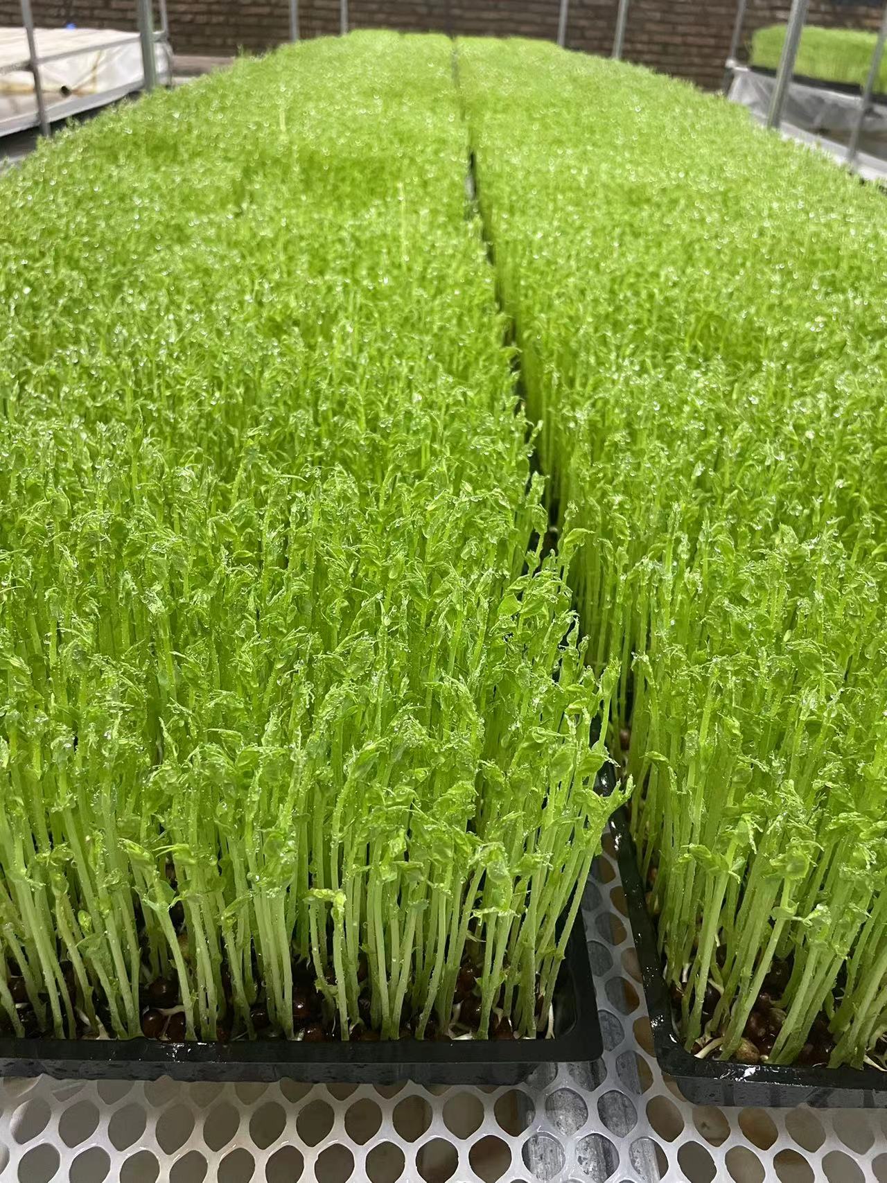 田小禾种植,田小禾生鲜