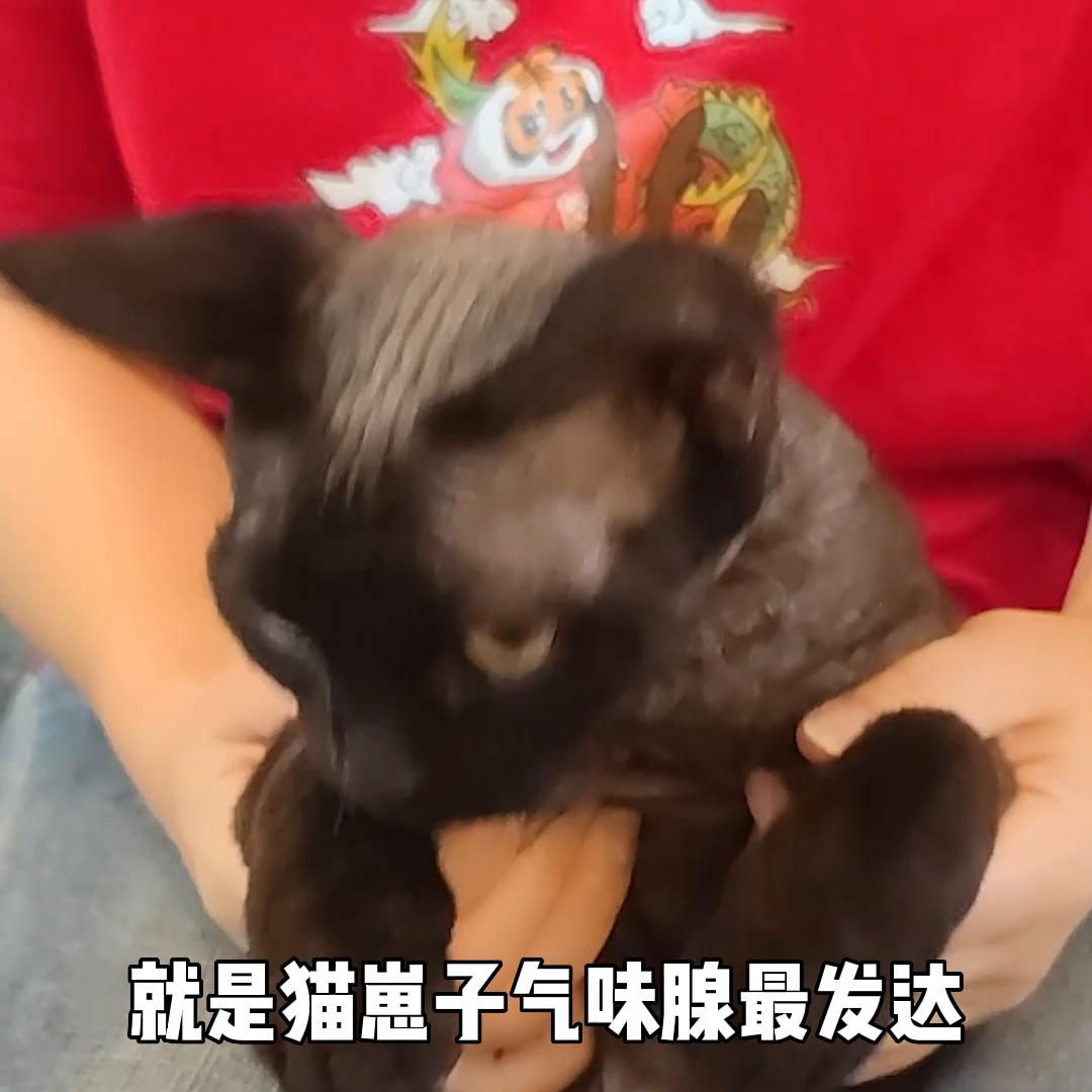 您家小公猫的眉毛现在开始变秃了吗？#新手养宠