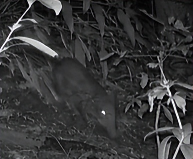 家底大揭秘！深圳究竟有多少“神奇生物”？