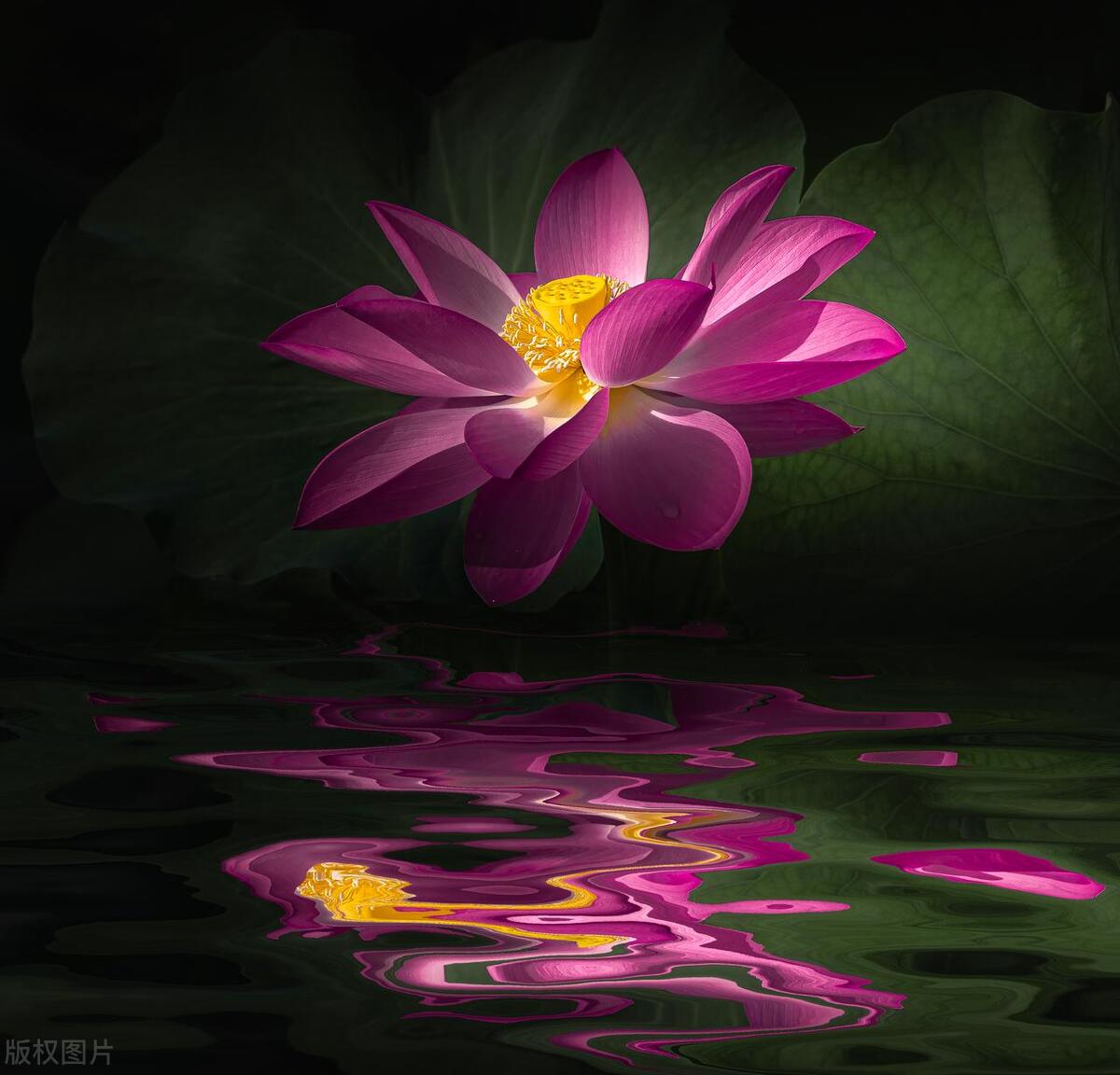 描写白色荷花的诗句古诗词,描写荷花的古诗词十首