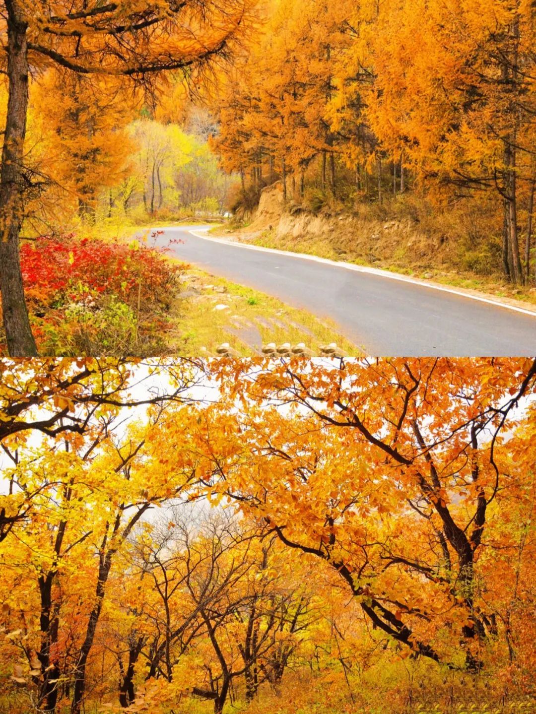 一入秋北京就变成了北平原文,一入秋北京就成了北平是谁说的