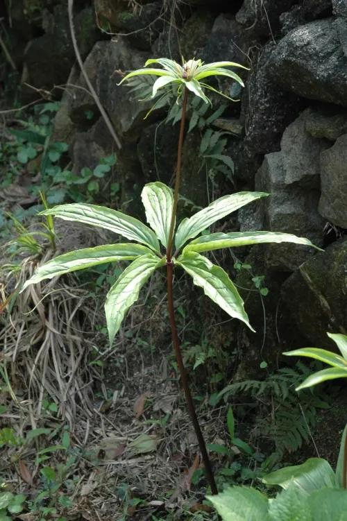七叶一枝花能治好剧毒蛇咬伤吗,毒蛇为何怕七叶一枝花