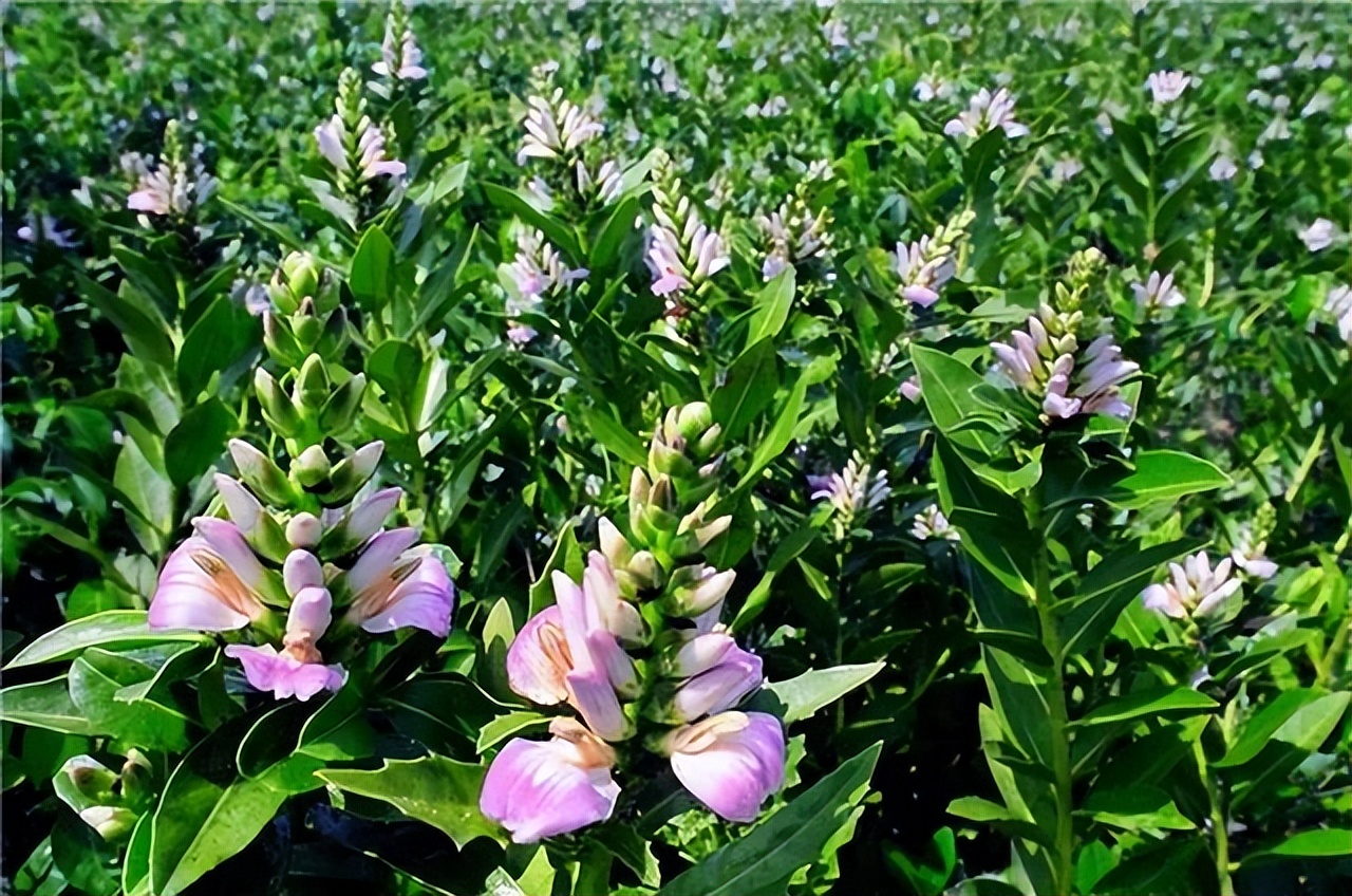 孝顺妈妈该怎么做,哄妈妈的十个方式