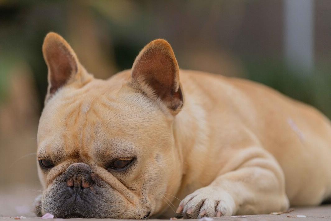 为什么人们很喜欢牛,为什么会有人喜欢斗牛犬