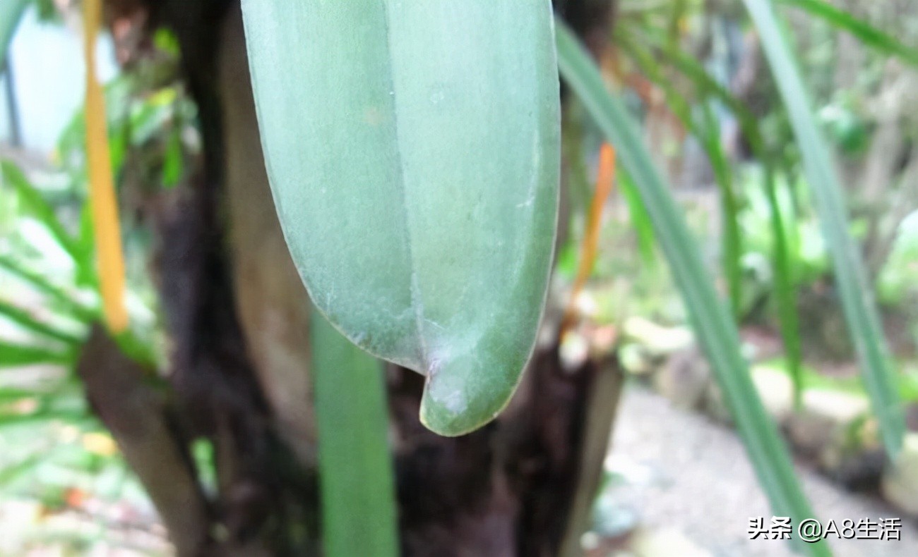 带你认识中华兰花纹瓣兰,顶级纹瓣兰图片