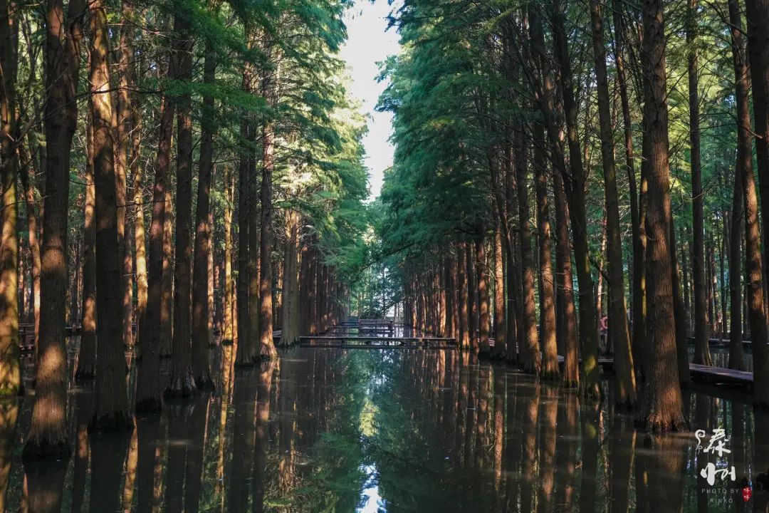 扬州值得推荐的早茶,广东早茶和扬州早茶真的没法比