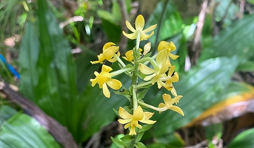 小笠原群岛旅游攻略,日本小笠原诸岛游记