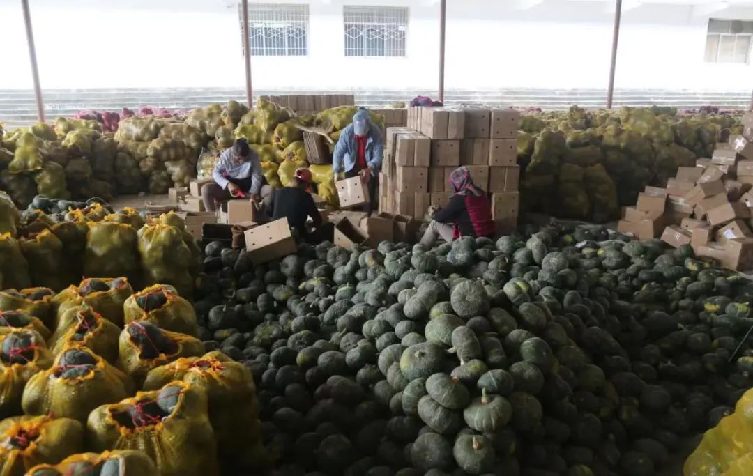 贝贝小南瓜的亩产值及利润是多少,贝贝小南瓜收入