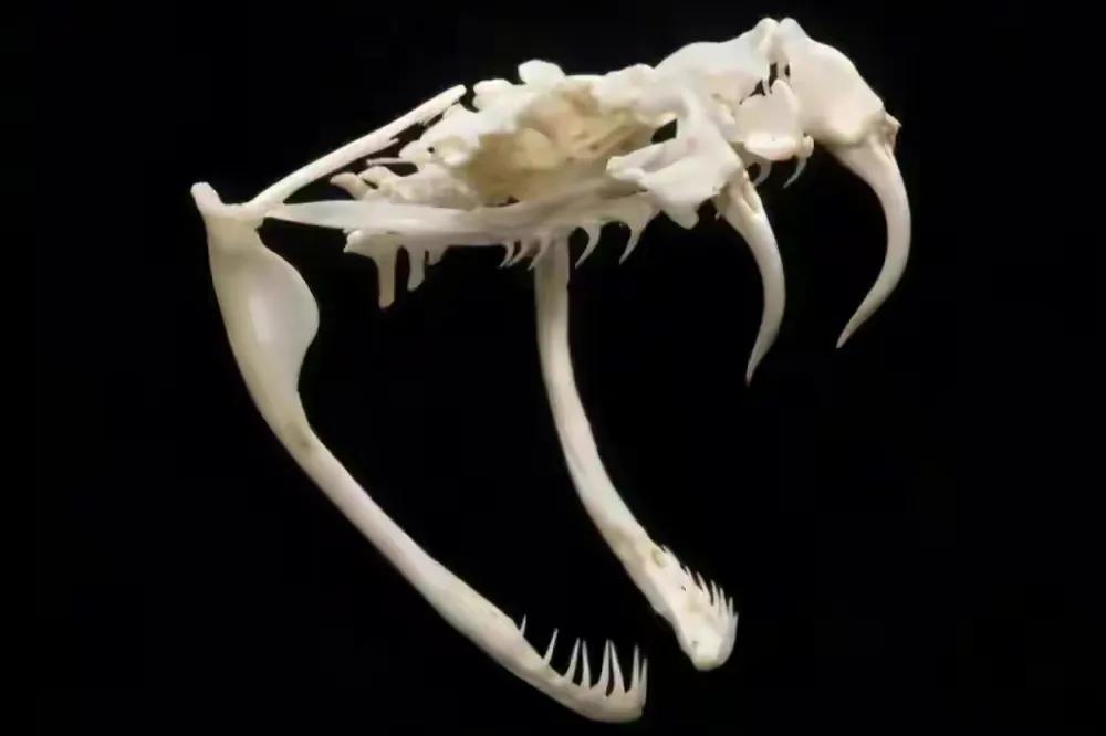 农村用雄黄粉驱蛇的正确方法,居家防蛇雄黄驱蛇的正确方法