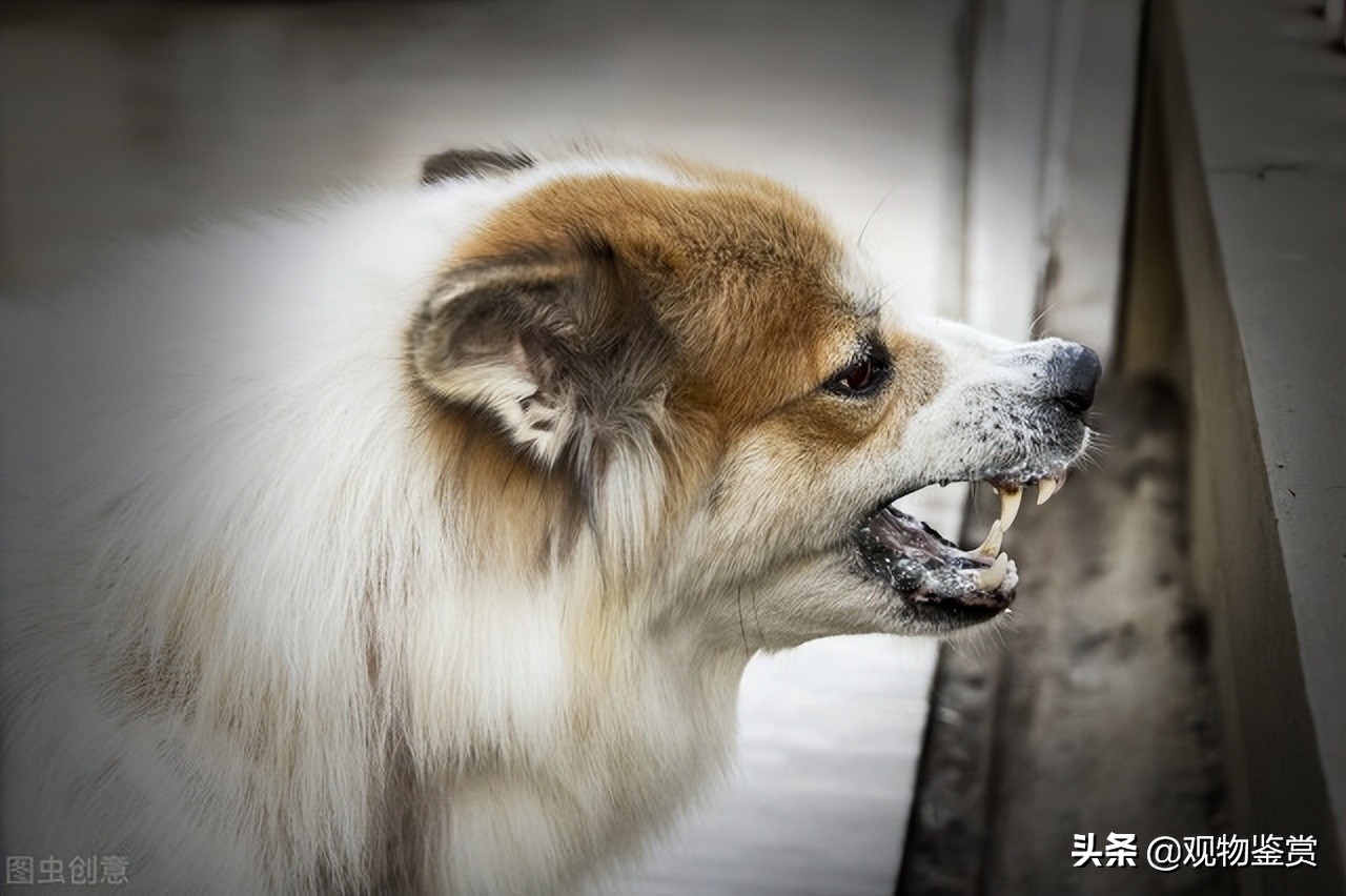 狗有狂犬病潜伏期多久,一般家养的狗会携带狂犬病毒吗
