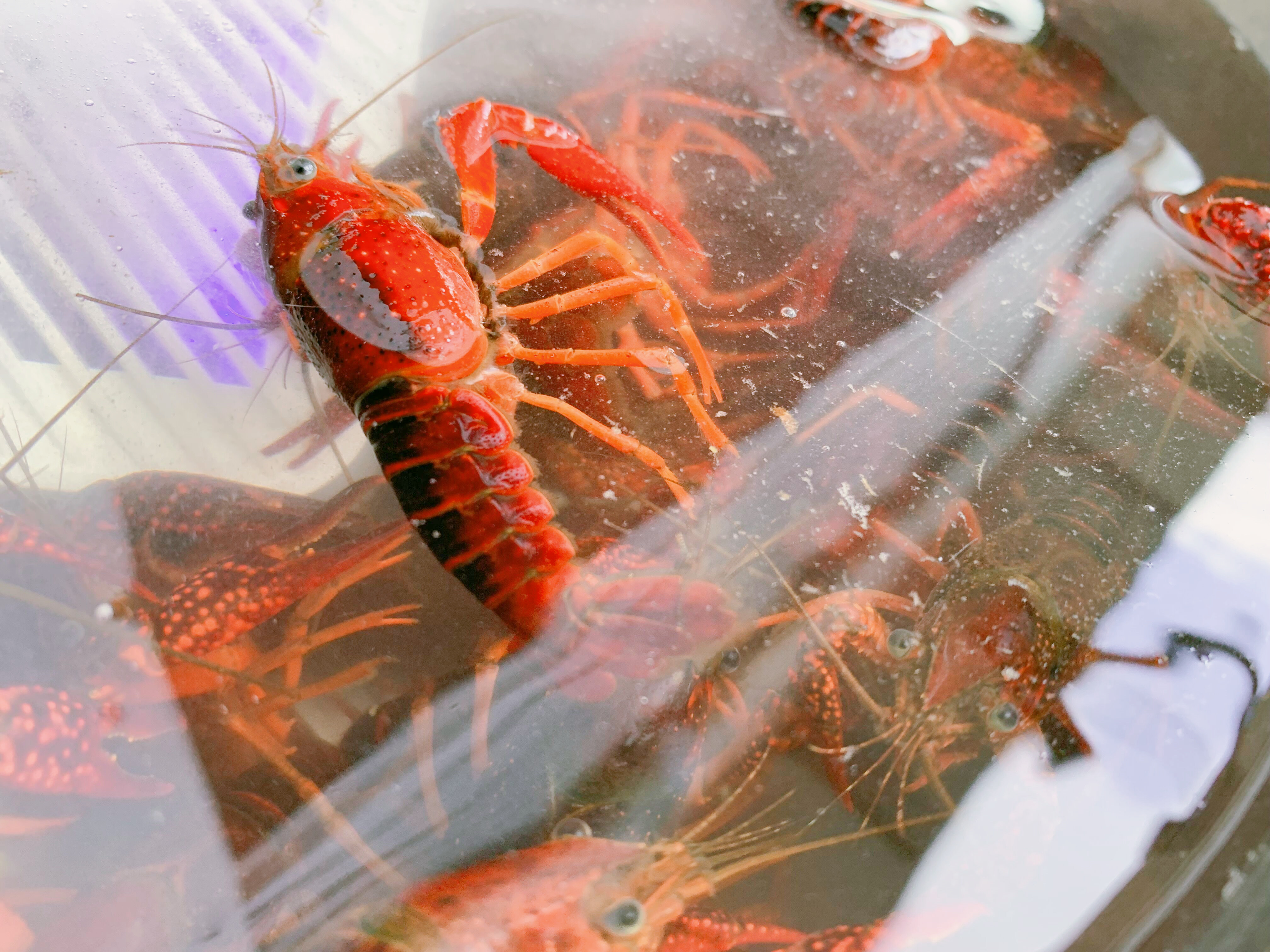 争议性很大的果蔬清洗机是智商税？体验一年后，来说说真实感受