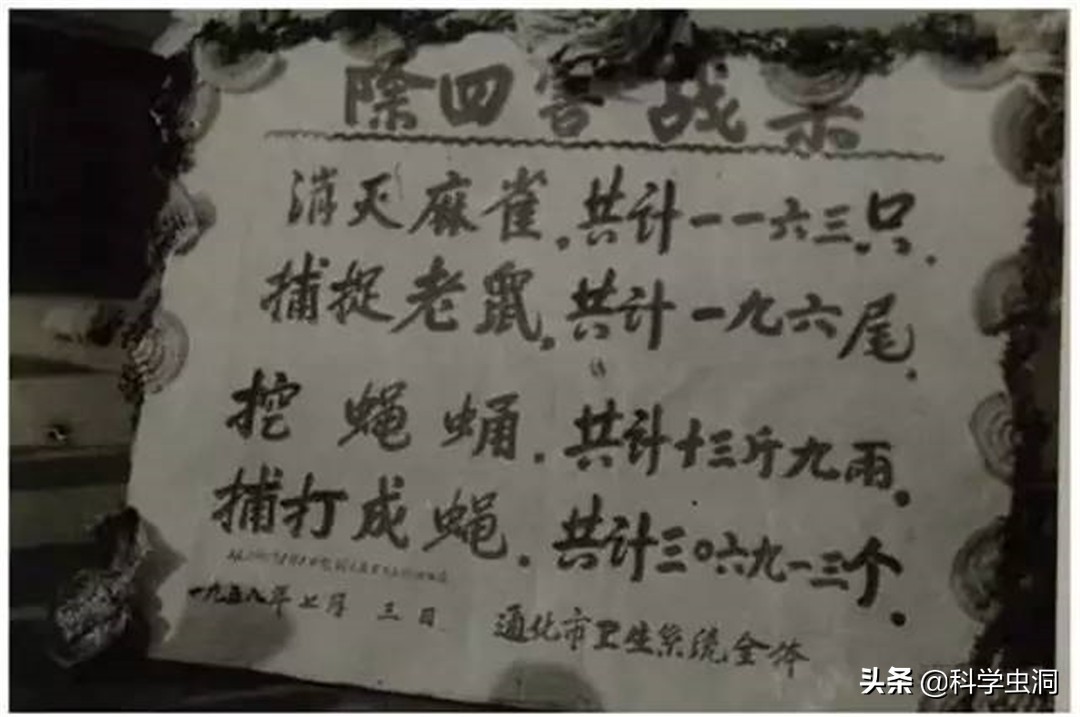 中国本土麻雀是啥样的,外国麻雀来源于哪