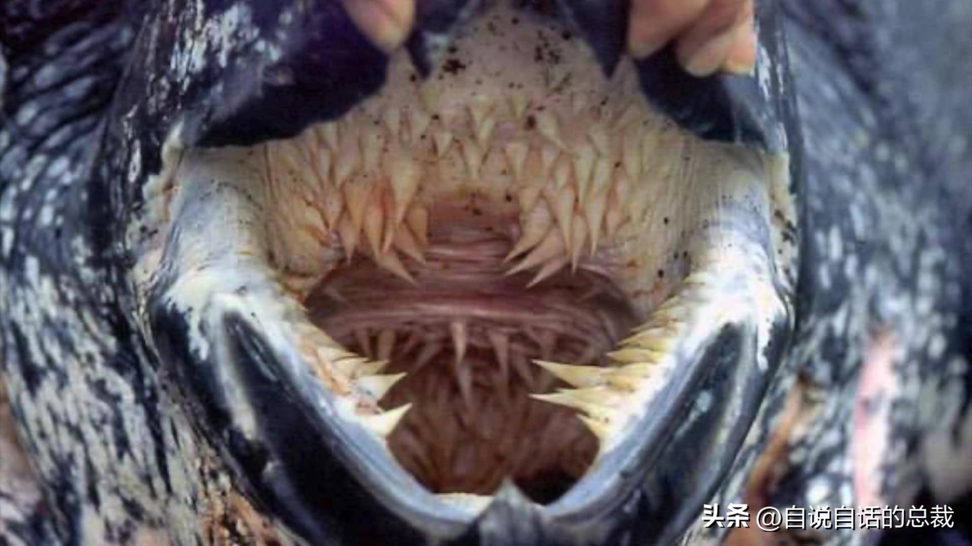 龟蛇大战巨龟视频,罕见别致的龟蛇大战