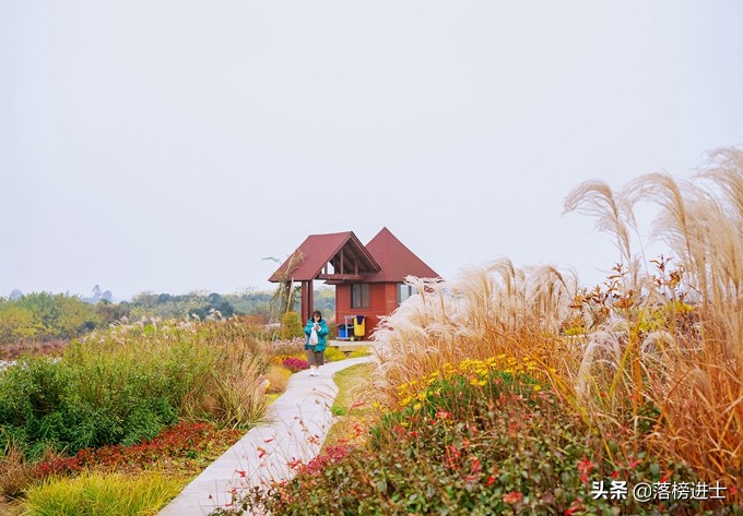 成都双流空港花田看花的时节,成都双流粉黛花海