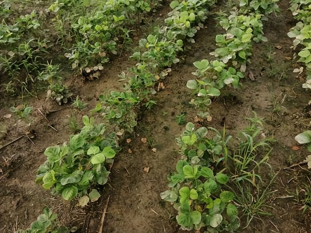 水稻飞蛾用什么药才能消灭,水稻出现飞蛾有必要打农药吗