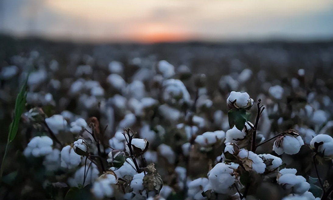 因为两个冰淇淋损失200亿视频,宝马冰淇淋事件原视频女主