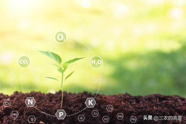 种芝麻浇水的最佳方法,芝麻施肥方法与注意事项有哪些