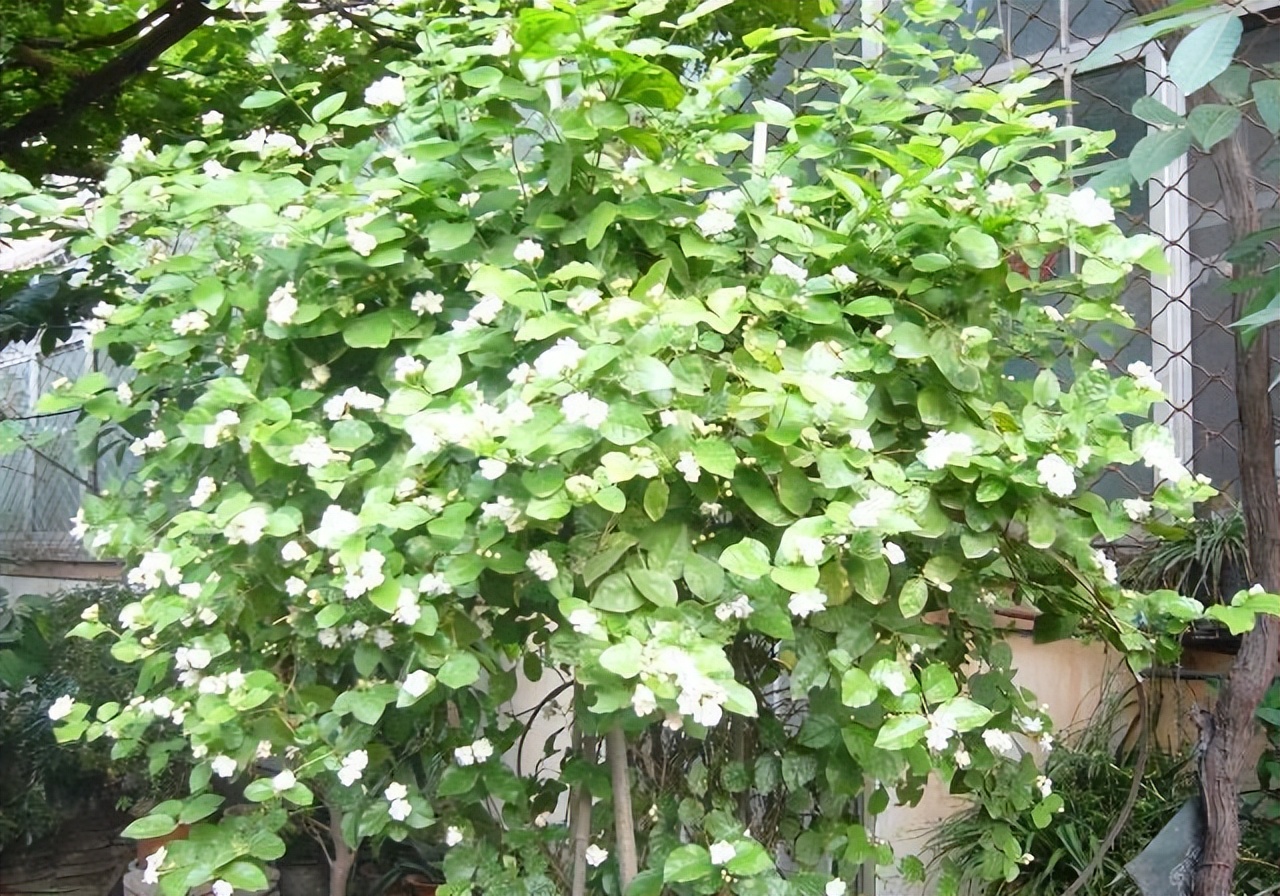 80多岁老爷子为初恋，种了满院的茉莉花，每次花开，都是一种浪漫