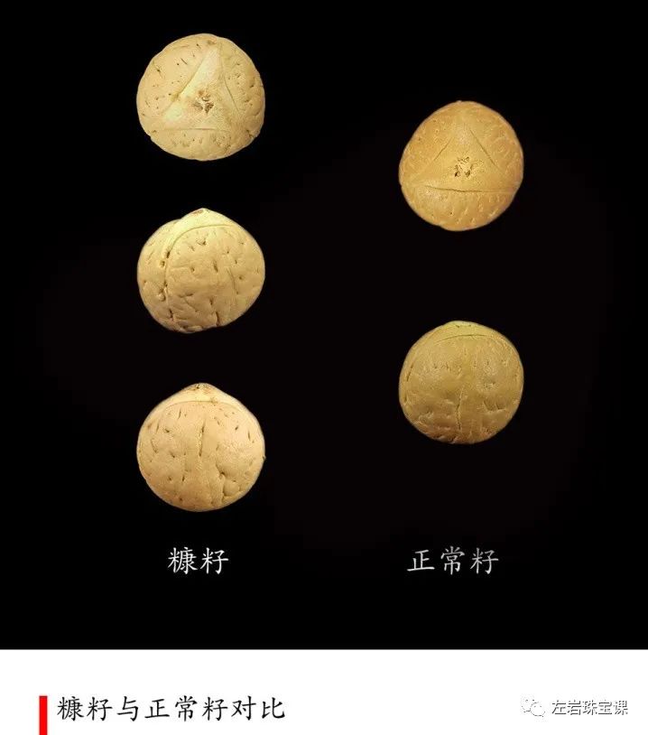 凤眼菩提怎么选才是好的,凤眼菩提挑选标准