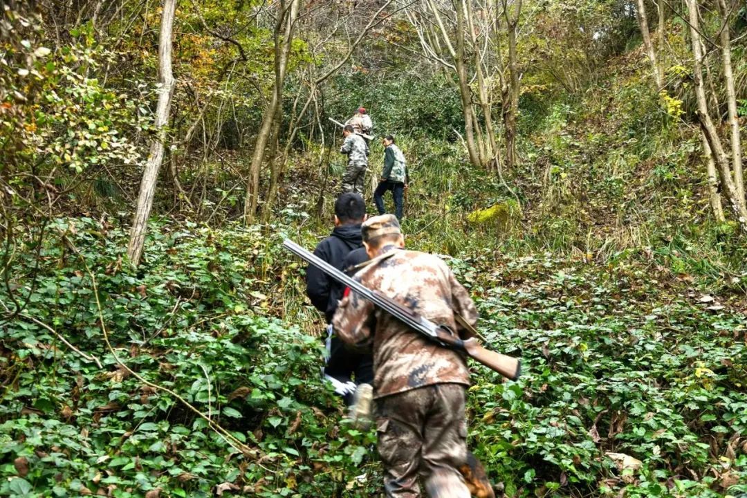 因为嘴馋！一男子自制猎套捕杀野猪被抓，为啥不准食用野猪肉？