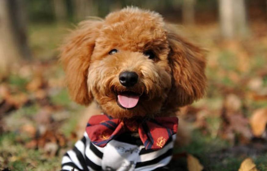 萌宠泰迪吃东西,泰迪异食癖是什么原因引起