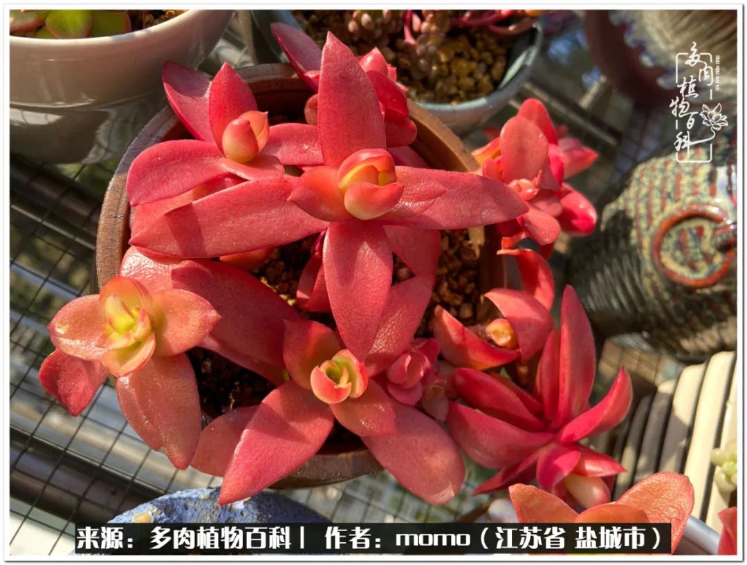 露养一个月的多肉图片,露养多肉春天外面过夜么