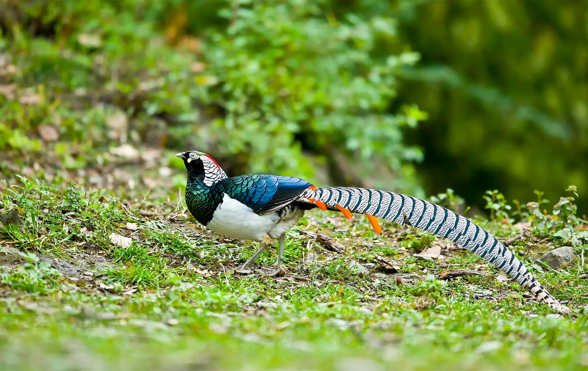 男子捡到鸡蛋孵化了,男子野外捡到6枚蛋