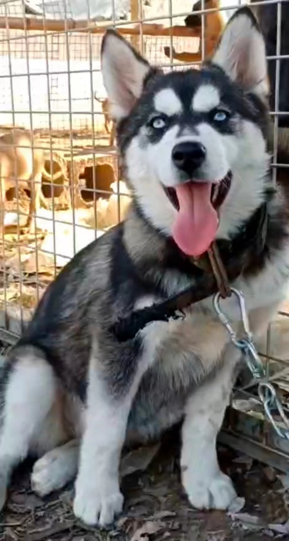 纯种哈士奇犬多少钱一只,你家哈士奇会跳芭蕾舞吗