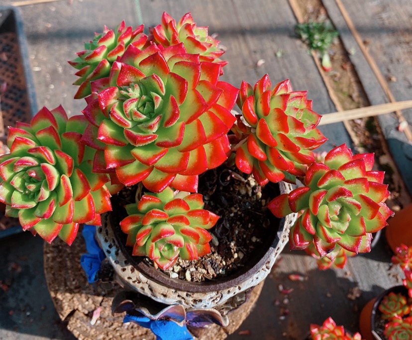 十二卷多肉的品种图鉴,100种多肉植物图片大全