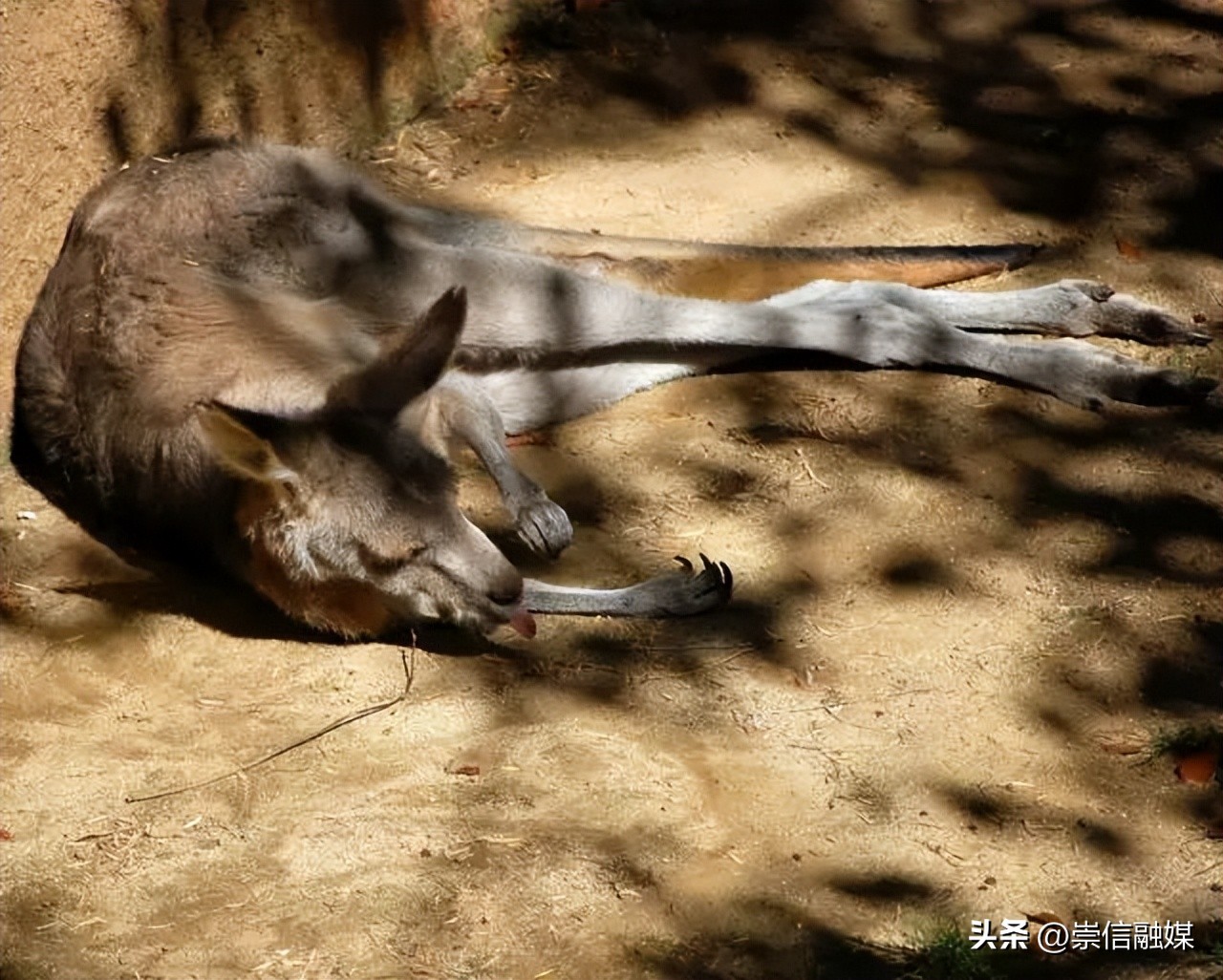 独行月球袋鼠踢沈腾露肚子片段,独行月球沈腾被袋鼠踢飞露肚子