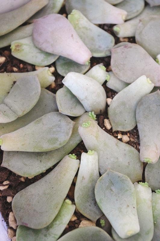 白牡丹叶插怎么养,白牡丹怎么栽培