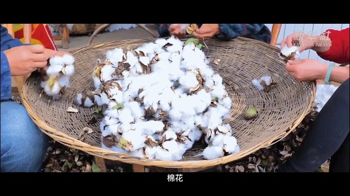 梦想种子发芽视频,梦想种子的视频