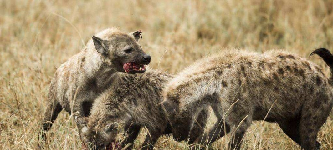 作为非洲二哥的鬣狗，为何不怕狮子怕非洲人？非洲人怎么对它的？